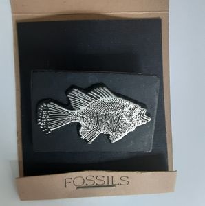 Ocean perch fish fossil pin, NEW